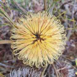 leptophylla var melletica